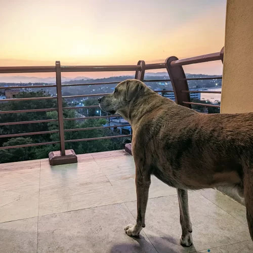 CBD for Pets